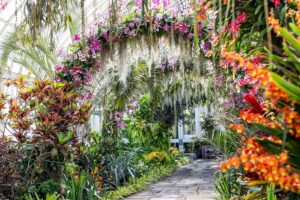 Национальный Орхидейный Сад